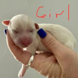 Girl Two - White female Havanese puppy in Charlotte, North Carolina from Butterfly Havanese