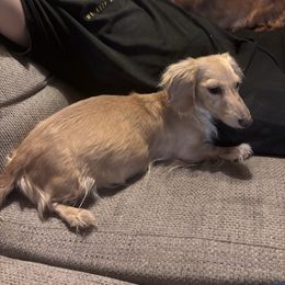 Lily - Dachshund