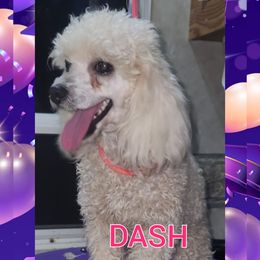 Baby Dash - Poodle
