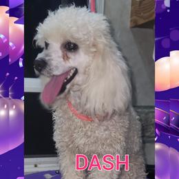 Baby Dash - Poodle