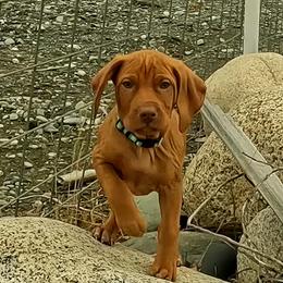 Buck - Golden rust male Vizsla puppy in Palmer, Alaska from Parker Ranch