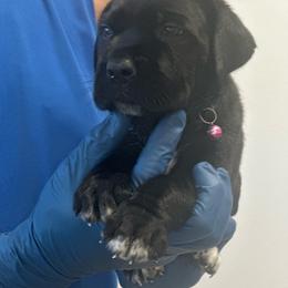 Athena - Black female Cane Corso puppy in Lubbock, Texas from Hub City Kennel