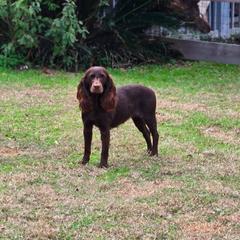 Kimber - Boykin Spaniel
