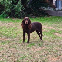 Kimber - Boykin Spaniel
