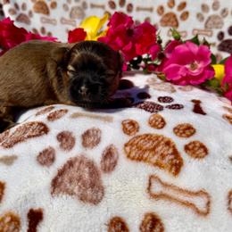 Boo - Brown female Shichon puppy in Bushnell, Florida from Diamond Belle Puppies, LLC
