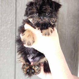 Brussels Griffon and Italian Greyhound Puppies from Adornare Kennels