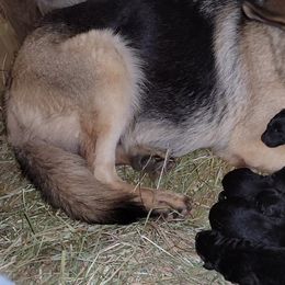 German Shepherd Puppies from Cornil Dariy