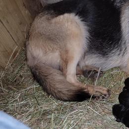German Shepherd Puppies from Cornil Dariy