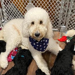 Double Doodles and Goldendoodles from Donna Pierce's Goldendoodles & Double Doodles