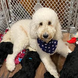 Double Doodles and Goldendoodles from Donna Pierce's Goldendoodles & Double Doodles