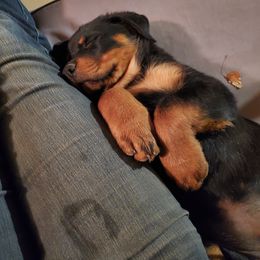 Rottweiler Puppies from Gottlïchen Rottweilers
