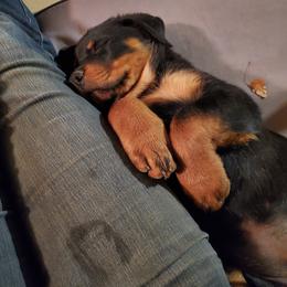 Rottweiler Puppies from Gottlïchen Rottweilers