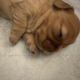 Nala - Ruby female Cavalier King Charles Spaniel puppy in Rockville, Maryland from Skais the Limit