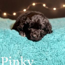 Girl 2 - Newfoundland puppy in Tully, New York from Bear Paw Newfoundlands