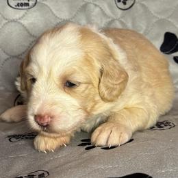 BLOSSOM - Fawn and white female Sheepadoodle puppy in Riverside, California from Downtown Doodles & Frenchies