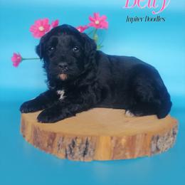 Betty - Black and white female Aussiedoodle puppy in Lake Bronson, Minnesota from Jupiter Doodles