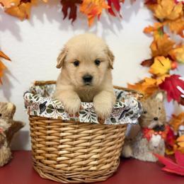 Ms White - Golden female Golden Retriever puppy in Overton, Nevada from Sinfully Sweet Kennel