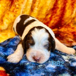 RB2 - Tri-Roan male English Springer Spaniel puppy in Britton, South Dakota from K&S Canines