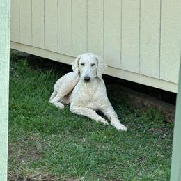 Dalmatian and Poodle Puppies from Reeves Family Standards
