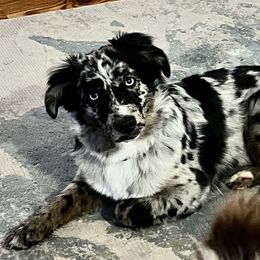 Luna - Miniature Australian Shepherd