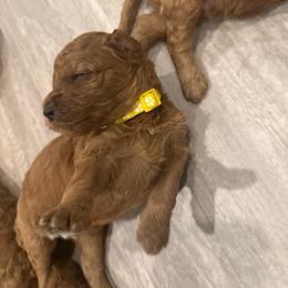 Yellow collar - Red  female Poodle puppy in Orange, Connecticut from Shamrock’s Poodles