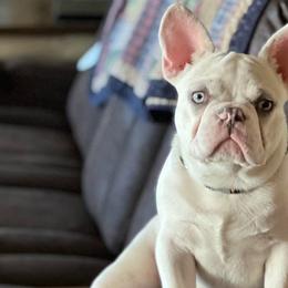 French Bulldogs from Grammer's Southern Breeding