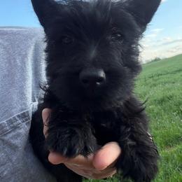 Blue-Boy 4 - Black male Scottish Terrier puppy in Nickelsville, Virginia from Pecan Creek