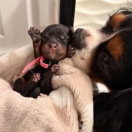 Petra - Black and tan female Cavapoo puppy in Tucson, Arizona from Cavapoo Puppy Parade