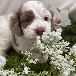 Cyprus - Merle male Cockapoo puppy in Orem, Utah from Paradise Cockers