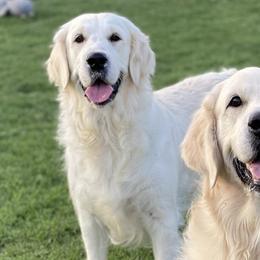 Golden Retrievers from Promised Love Goldens