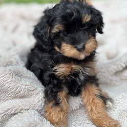 Luca - Black and tan male Cavapoo puppy in Gap, Pennsylvania from Luxe Cavapoo LLC