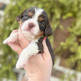MARTHA - Chocolate female Cavalier King Charles Spaniel puppy in Jackson, Ohio from The Cavaliers at EAP Acres