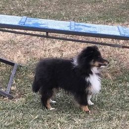 Shetland Sheepdog Puppies from Cindy Scott
