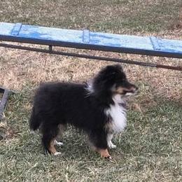 Shetland Sheepdog Puppies from Cindy Scott