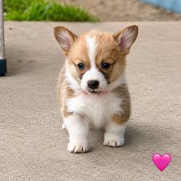 Pink Collar Girl - Red female Pembroke Welsh Corgi puppy in Yulee, Florida from Pembroke Welsh Corgis at Belle Haven