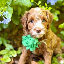 Beach MINI - Red  female Goldendoodle puppy in Naples, Florida from Paradise Coast Doodles