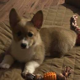 Pembroke Welsh Corgis from L’s Back Run Corgi’s