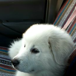 Great Pyrenees Puppies from The Yosemite Pyrenees Ranch