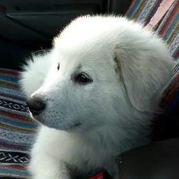 Great Pyrenees Puppies from The Yosemite Pyrenees Ranch