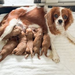 Cavapoo puppies from Stoltzfus Family Puppies (license number 18844)