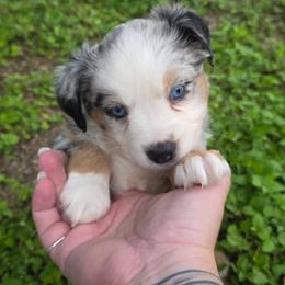 Xena - Blue merle female Australian Shepherd puppy in Copperas Cove, Texas from Hidden Leaf Aussies