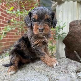 Shiraz - Merle female Cockapoo puppy in Williamston, South Carolina from Sassy Bob’s Dogs