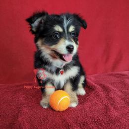 Angel- YorkiePom - Black and tan female Companion Cross puppy in Daphne, Alabama from Puppy Sugars Kennels