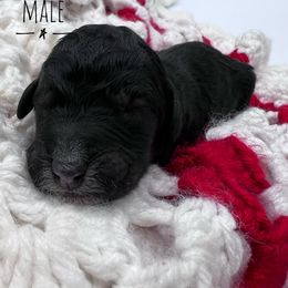 Goldendoodle and Poodle Puppies from Trammell’s Southern Pups