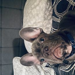 Big Boy - Blue French Bulldog puppy in Los Angeles, California from The French Hub