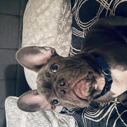 Big Boy - Blue French Bulldog puppy in Los Angeles, California from The French Hub
