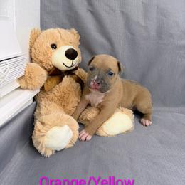 Orange And yellow Collar Female - Blue fawn female American Pit Bull Terrier puppy in Pensacola, Florida from Alpha Alliance Kennels