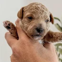 Orso - Red  male Poodle puppy in Pleasant Grove, Utah from Destination Doodles