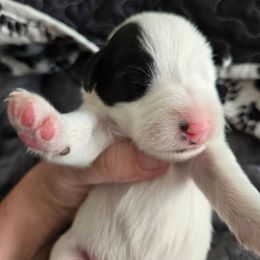 Casper - White and black male Smooth Fox Terrier puppy in Lake City, Florida from Providence Kennels