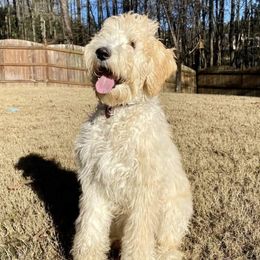 Bernedoodle and Goldendoodle All Grown Up from Lincoln Avenue Doodles
